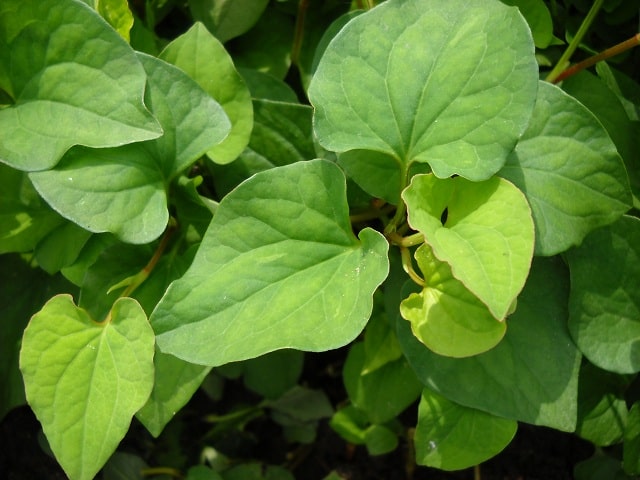 Chế biến bài thuốc từ rau diếp cá trị ho