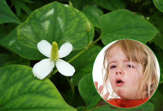 Trị ho bằng rau diếp cá với nước vo gạo