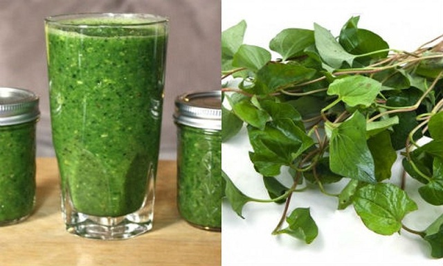 Uống rau diếp cá đúng cách để trị ho hiệu quả