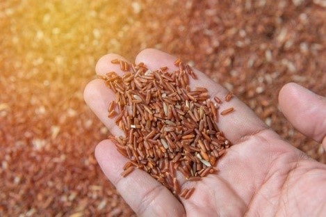 Gạo lứt còn lớp cám gạo nên cung cấp nhiều vitamin, dưỡng chất
