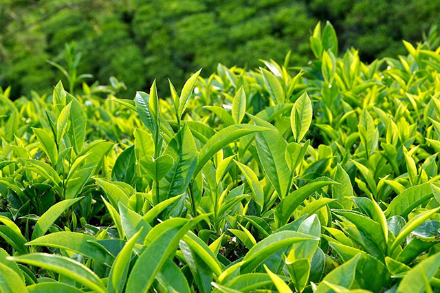 Trà lipton được sản xuất từ 100% chồi búp trà xanh