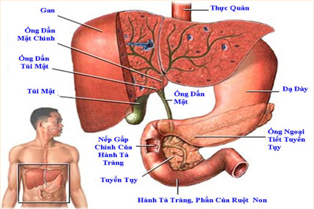 Cấu tạo và chức năng gan đóng vai trò quan trọng trong quá trình trao đổi chất