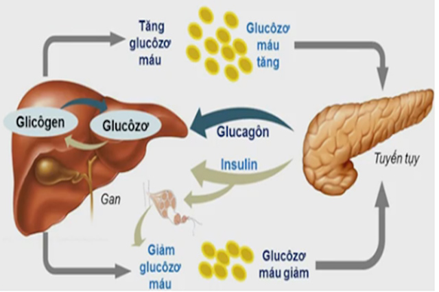 Chức năng chuyển hóa các hợp chất trong cơ thể