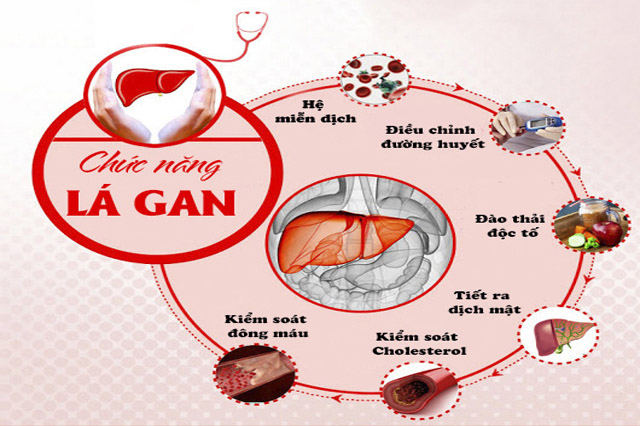 Chức năng quan trọng của gan đối với cơ thể người