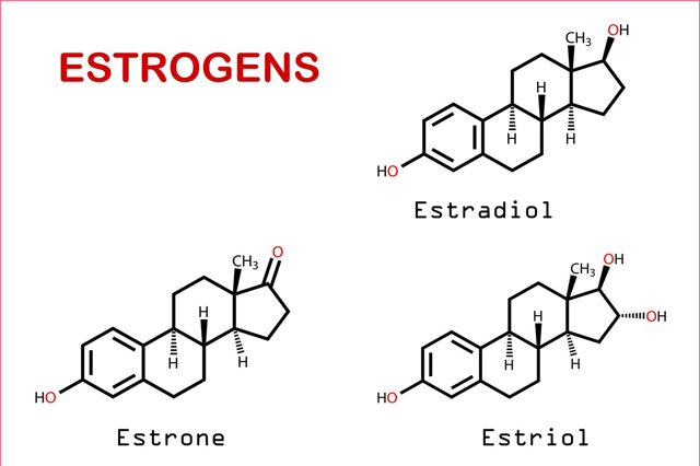 Hormon Estrogen làm tăng kích cỡ của các tuyến sữa và thay đổi kích thước vòng 1