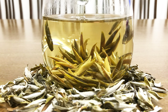 Bạch trà hay trà trắng là một trong các loại trà giảm cân được làm từ cây trà cổ thụ