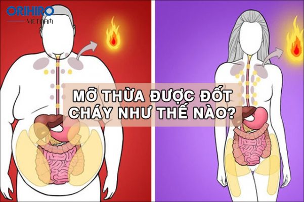 [Giải đáp] Mỡ thừa được đốt cháy như thế nào?