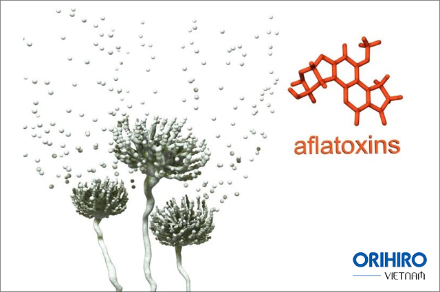 Tiếp xúc nhiều với Aflatoxins thì nguy cơ bị ung thư gan càng cao