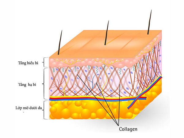 Collagen tập trung chủ yếu ở lớp hạ bì