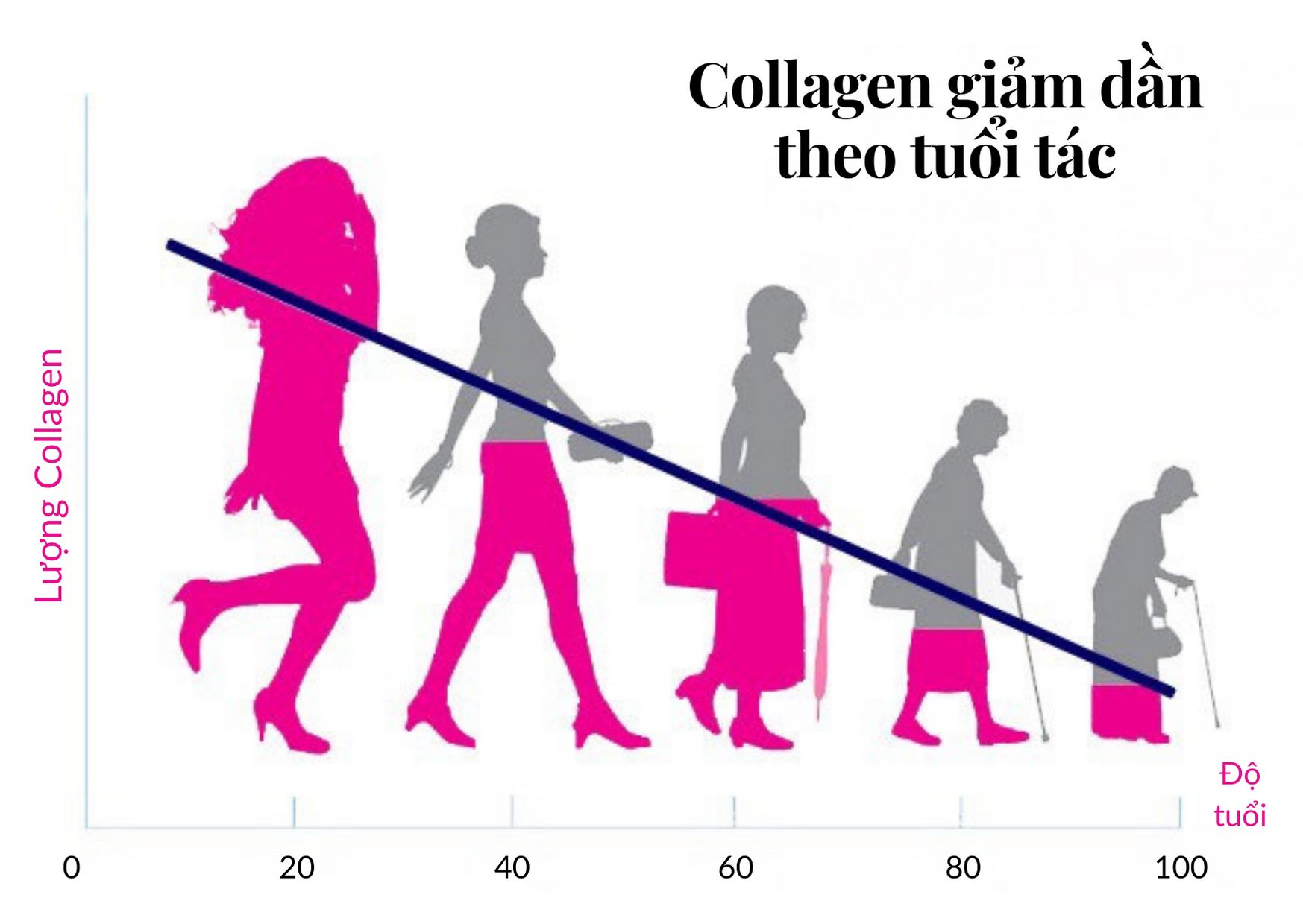 Collagen giảm dần theo từng năm