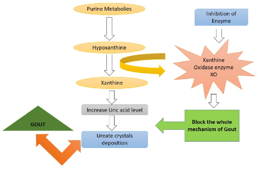 Luteolin ức chế enzyme xanthine oxidase giúp giảm acid uric trong Gout