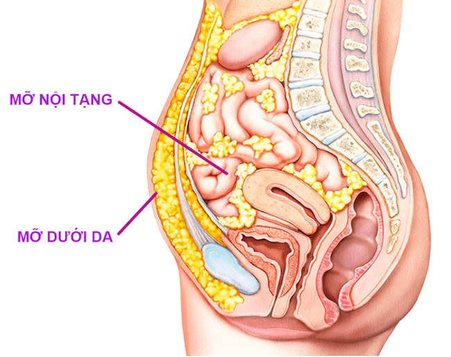 Polymethoxyflavone từ Gừng đen có tác dụng giảm mỡ nội tạng, mỡ dưới da