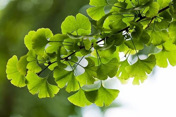 Ginkgo biloba là bạch quả - thảo dược giúp cải thiện tuần hoàn máu não