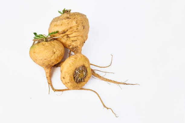 Maca - Nhân sâm Peru giàu dưỡng chất tốt cho sức khỏe và sinh lý