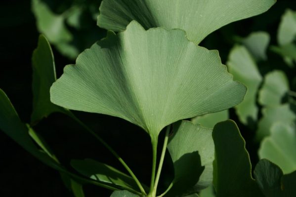 Bạch quả Ginkgo Biloba là thảo dược có công dụng giúp tăng tuần hoàn máu lên não