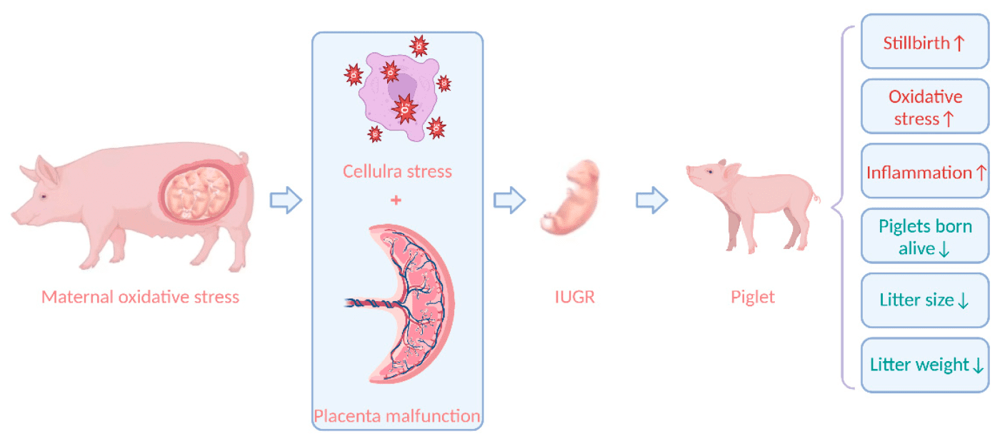 Nhau thai placenta từ lợn là nguồn phổ biến trong thực phẩm chức năng